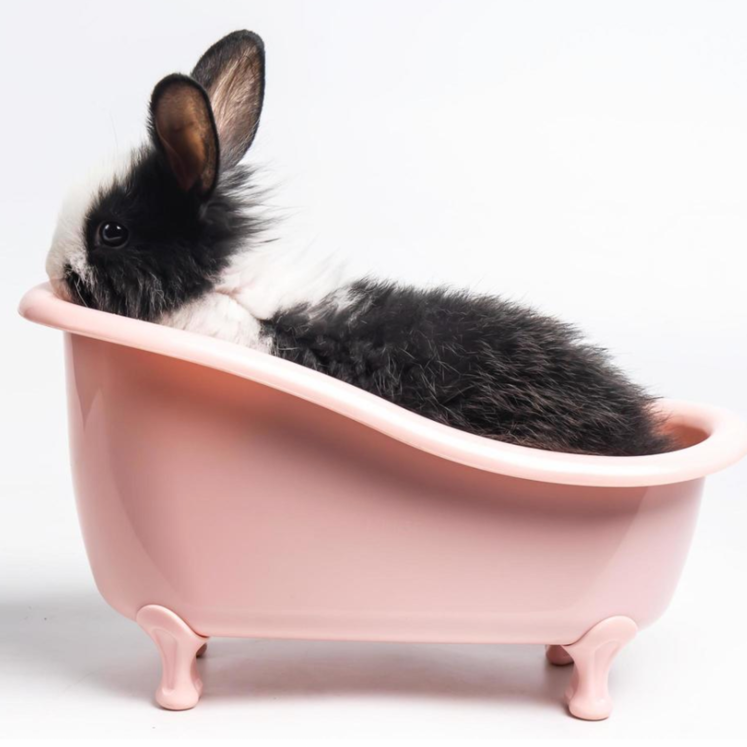 HAPPY FURBALLS: ENSURING HEALTH AND COMFORT FOR SMALL ANIMALS