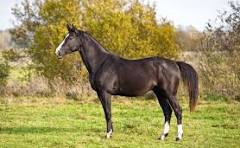 DRAFT HORSE BREEDS OF THE WORLD