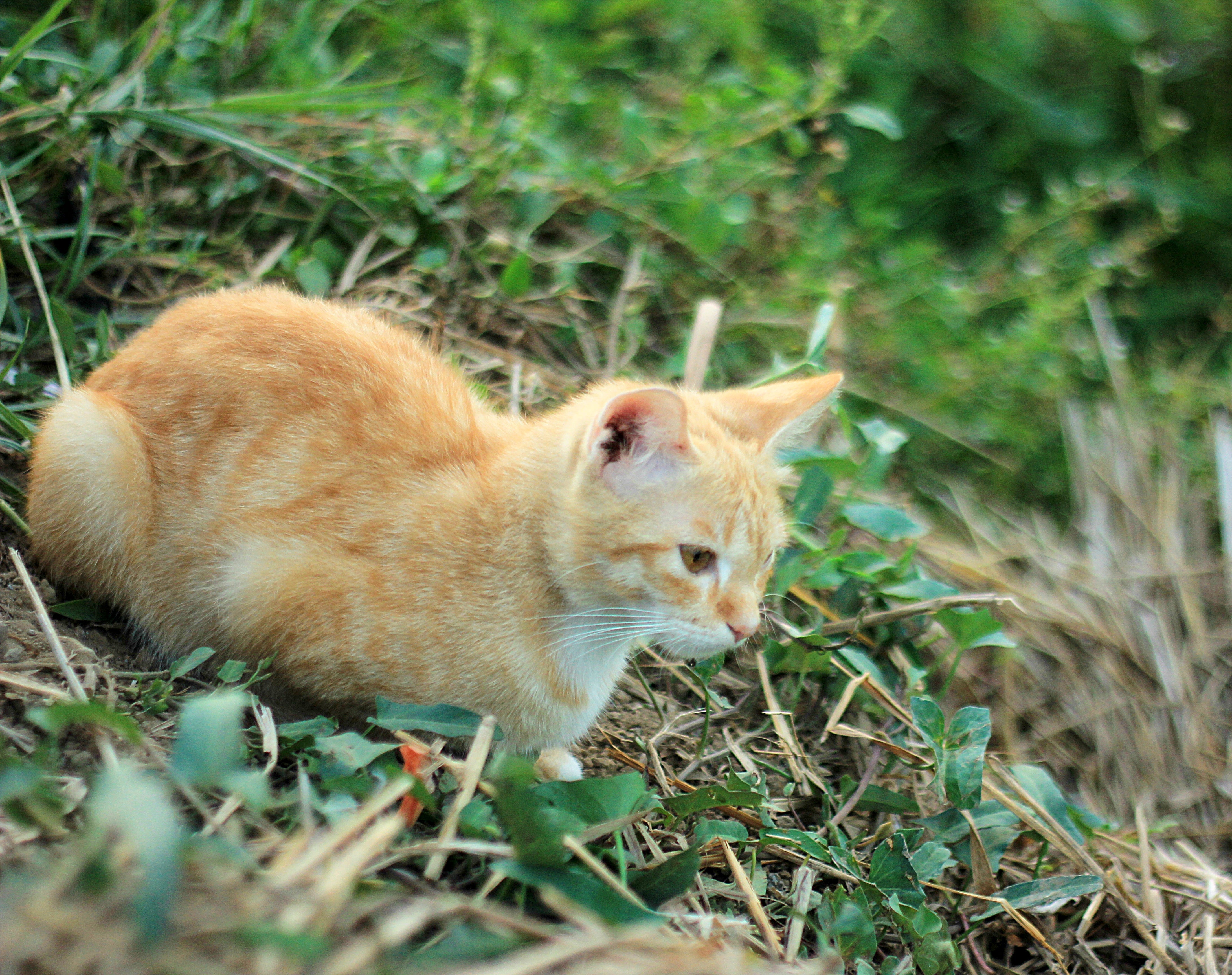 CAT TRAINING FOR BEGINNERS