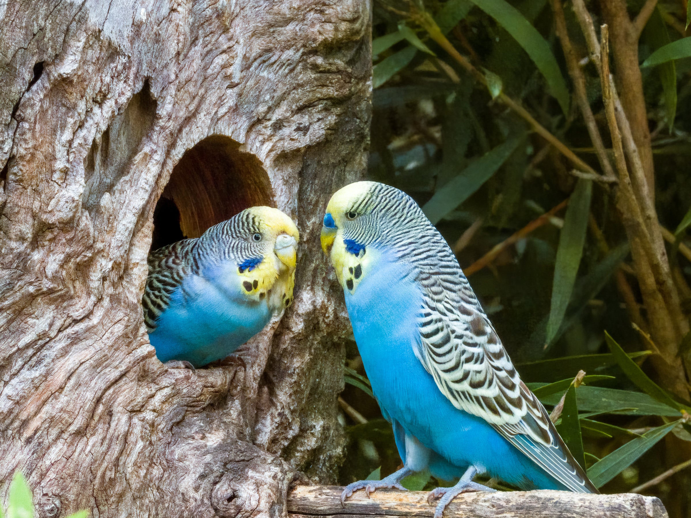 KEEPING HAPPY AND HEALTHY BUDGIES: A COMPLETE GUIDE