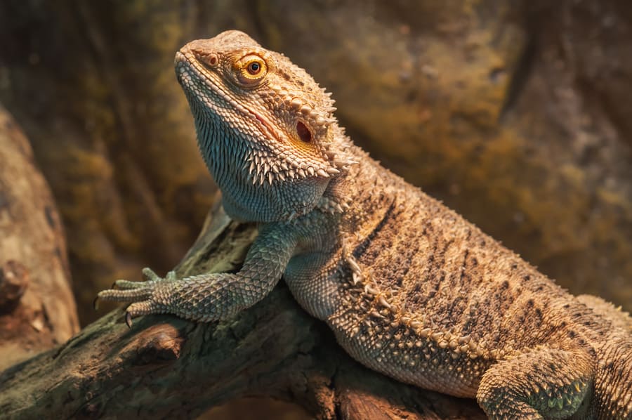 NATURAL LIVING: HOW TO CREATE BIOACTIVE ENCLOSURES FOR REPTILES