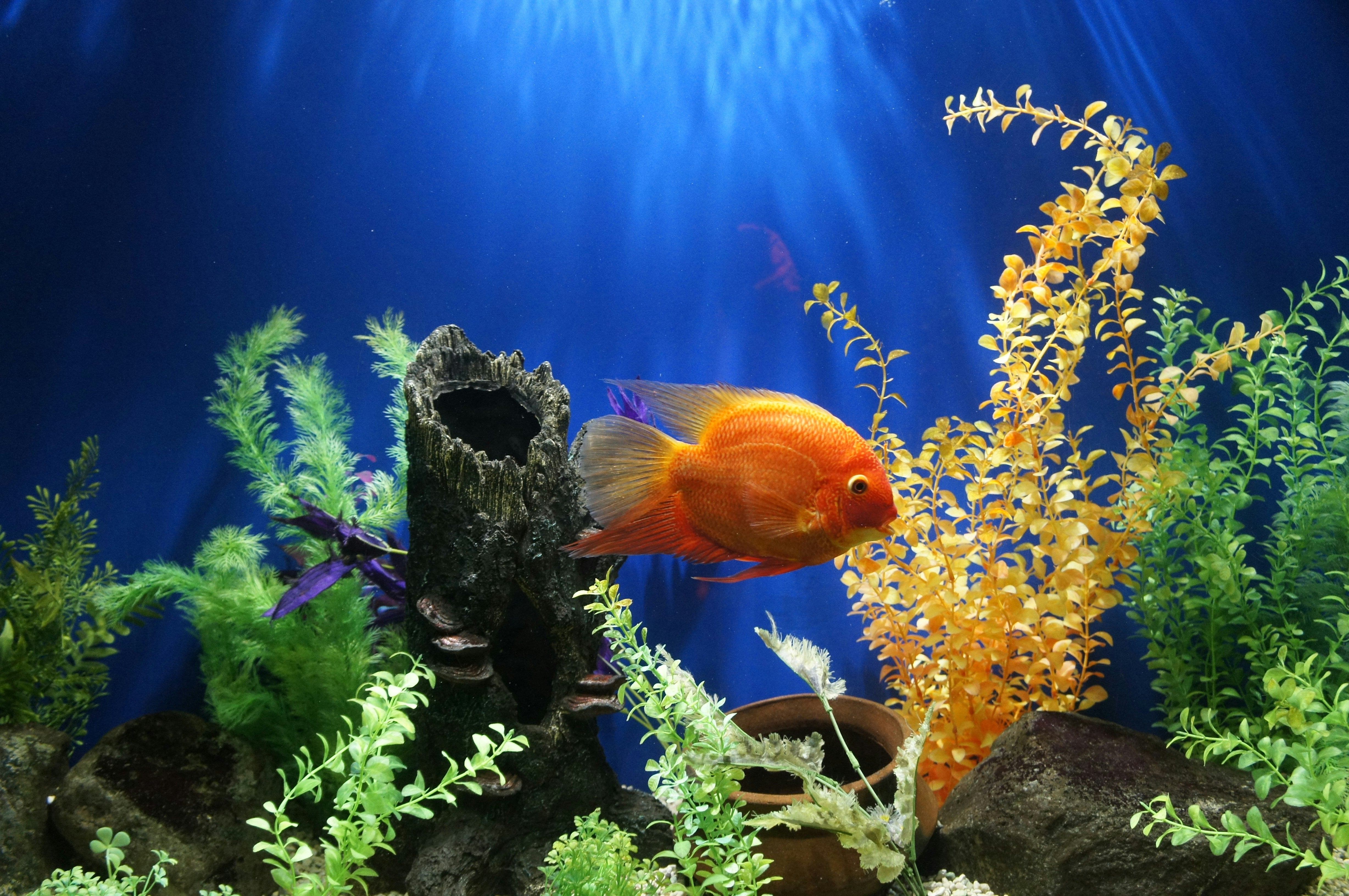 The Ultimate Guide to Choosing Fish for Your Aquarium.