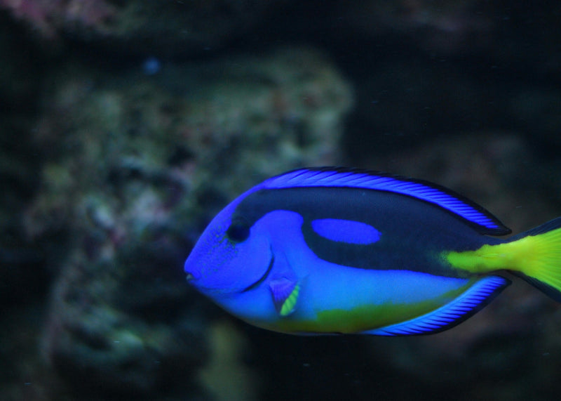 THE GUIDE TO FRESHWATER FISH SPECIES – Petzie