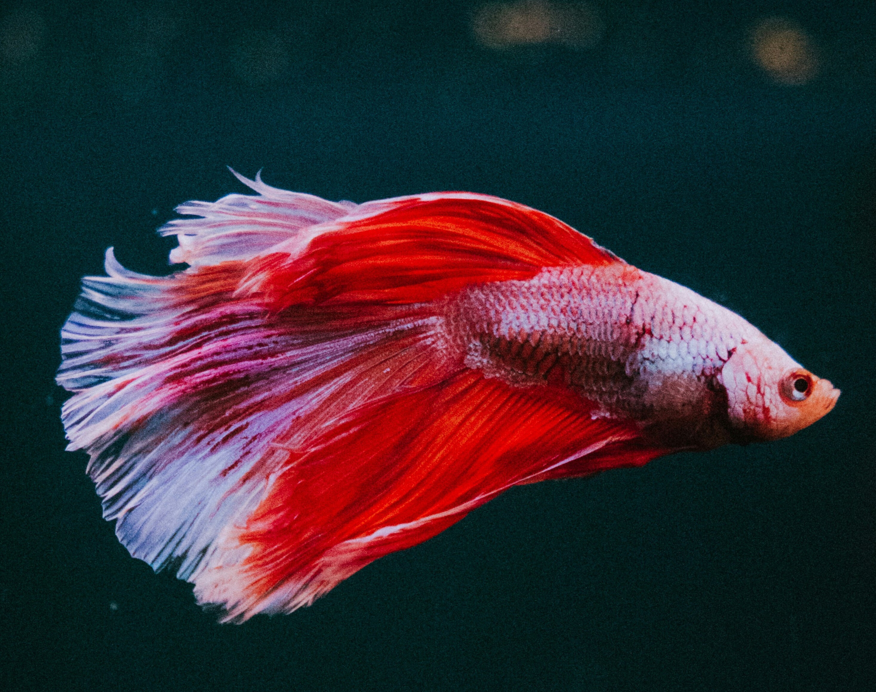 THE COMPLETE GUIDE TO TROPICAL FISH