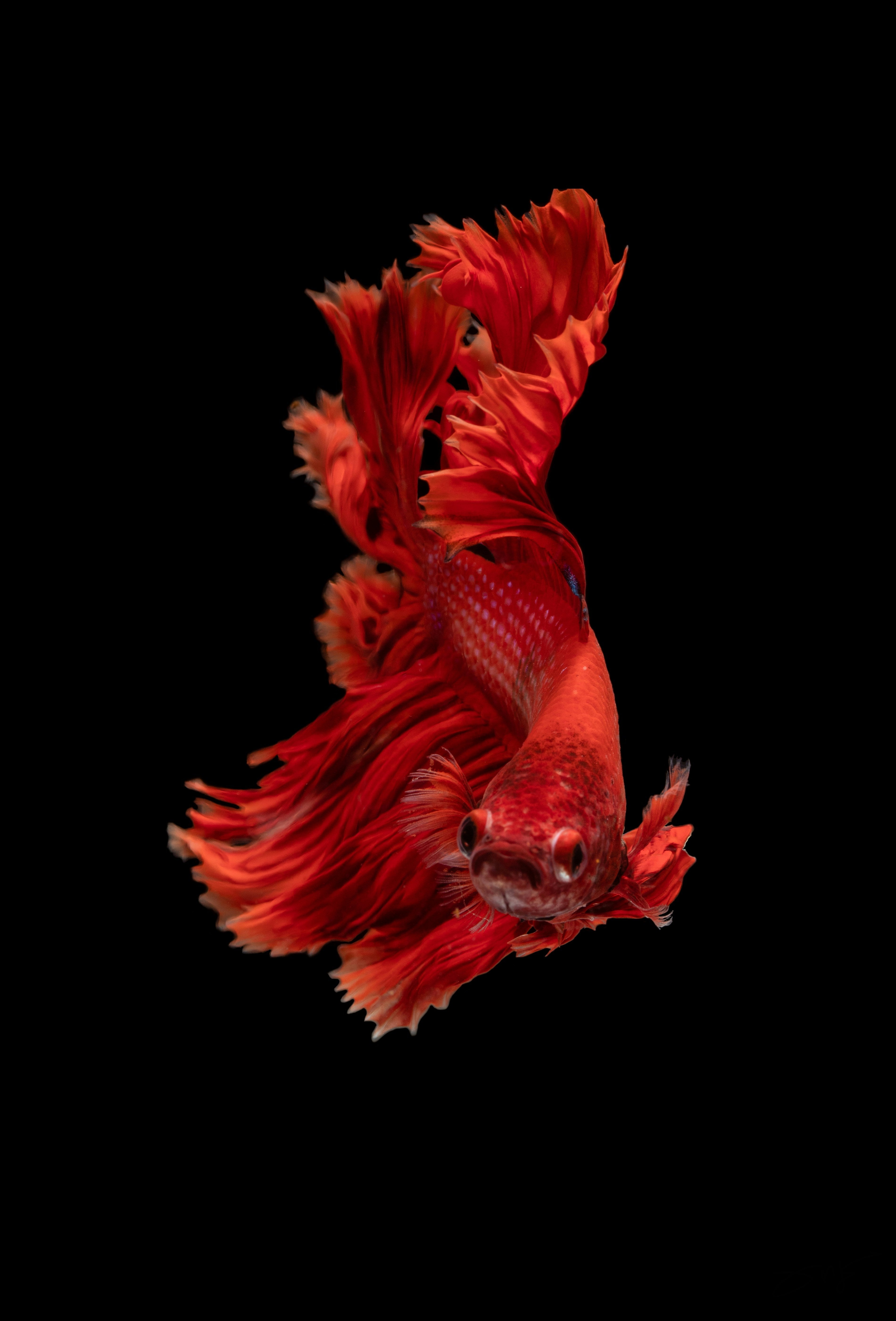 Discover the Magic of Aquarium Fish