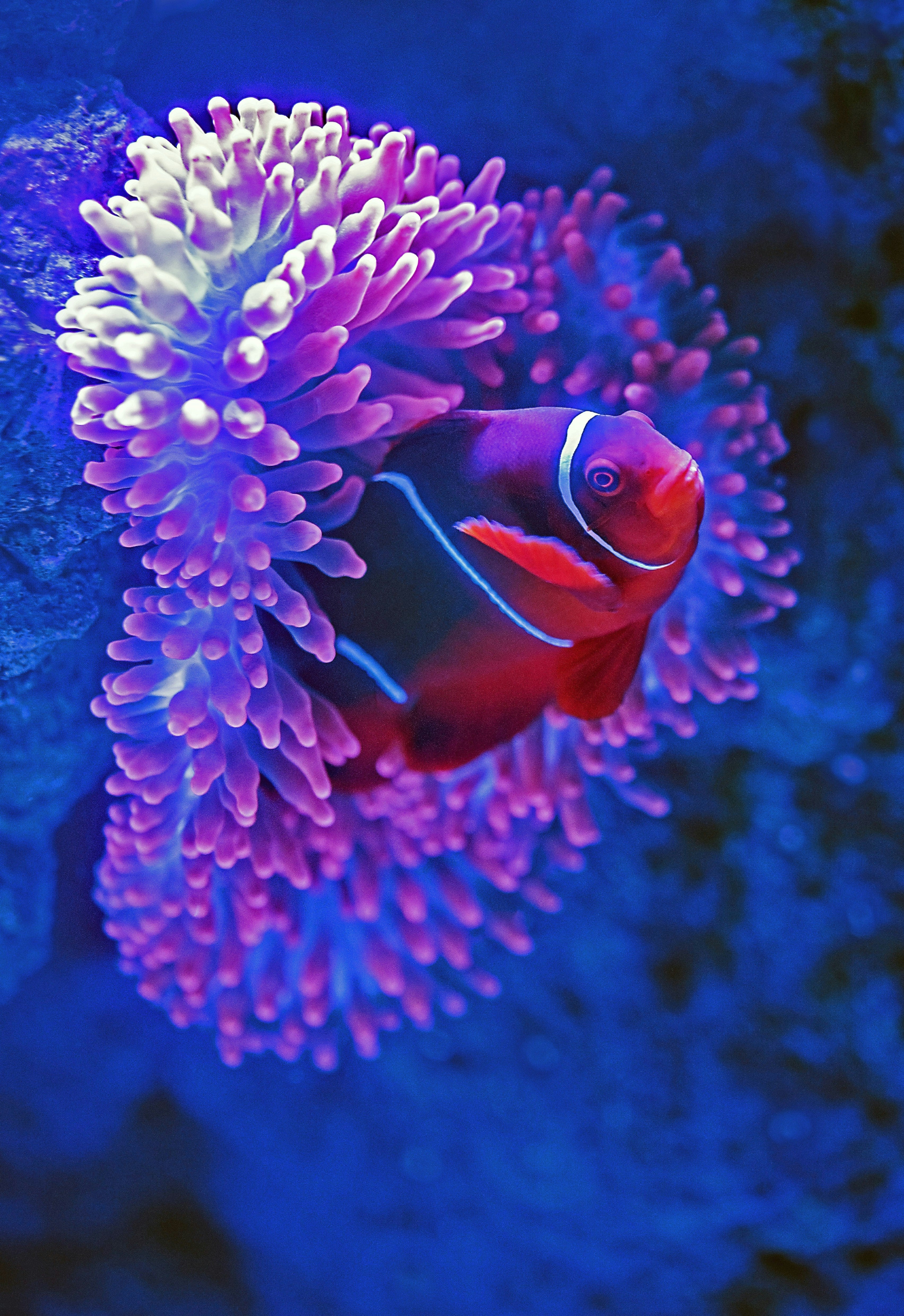 The Ultimate Freshwater Fish Survival Guide!