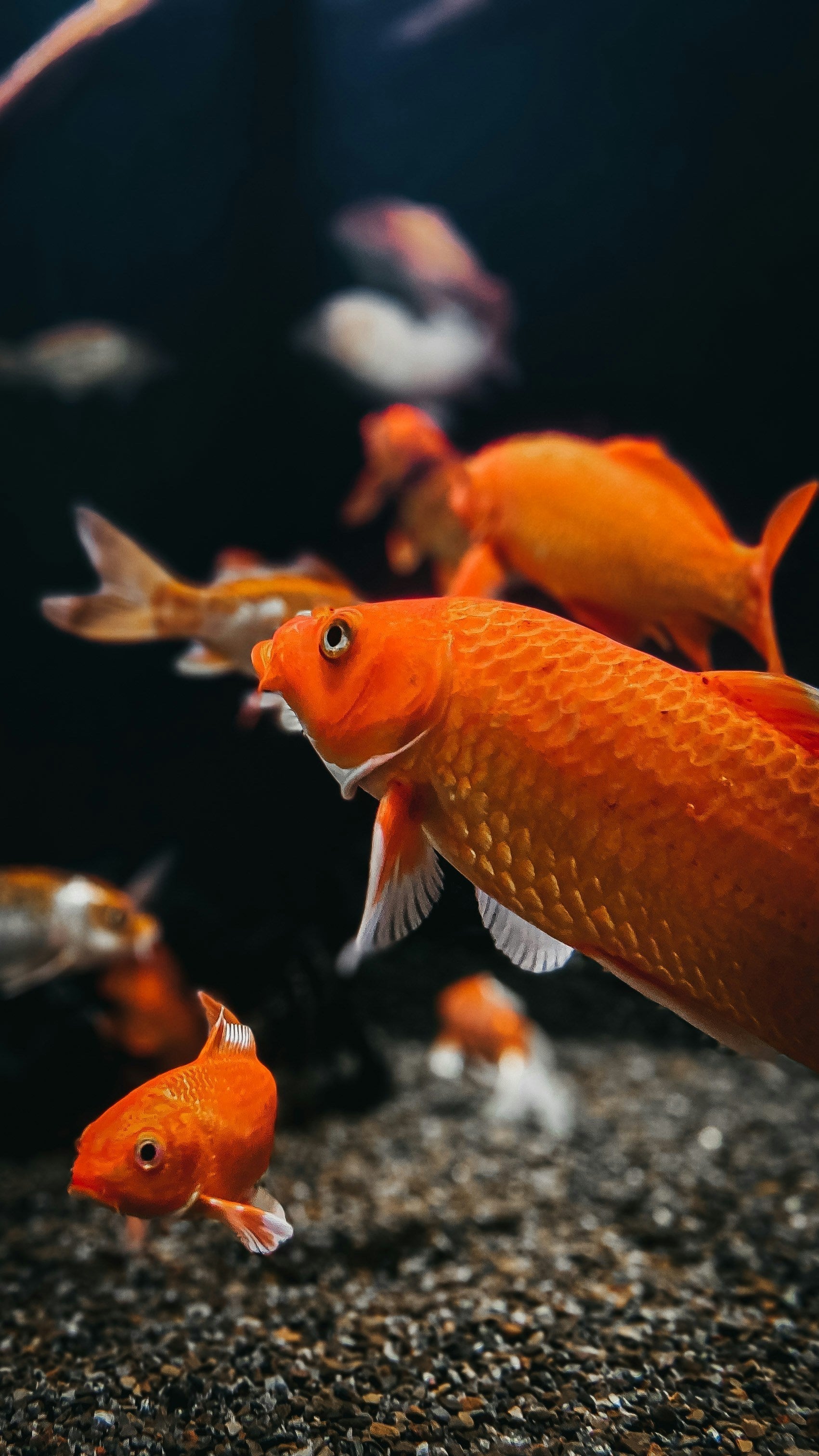 The Ultimate Guide to Goldfish Varieties