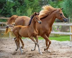 NATURAL HORSEMANSHIP HANDBOOK