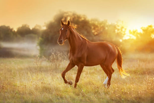 CLICKER TRAINING FOR HORSES