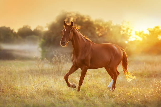 DAILY HORSE CARE CHECKLIST