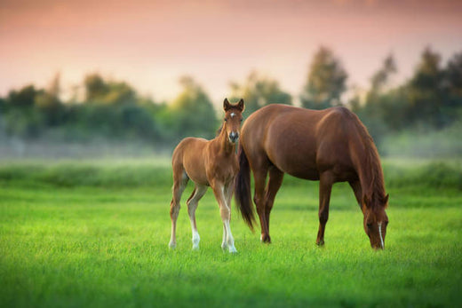 THE SCIENCE OF HORSE BEHAVIOR