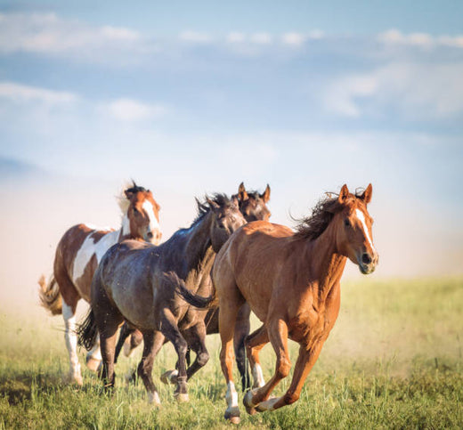 THE SCIENCE OF HORSE BEHAVIOR