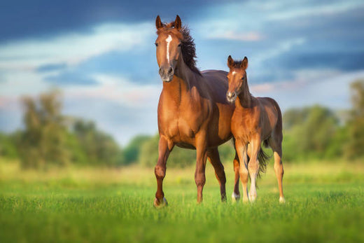 STRESS-FREE HORSE CARE