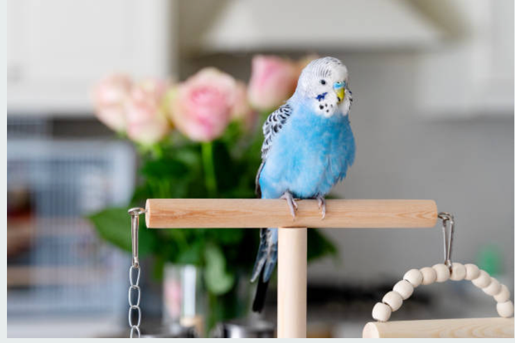 THE ULTIMATE GUIDE TO HAPPY PET BIRDS