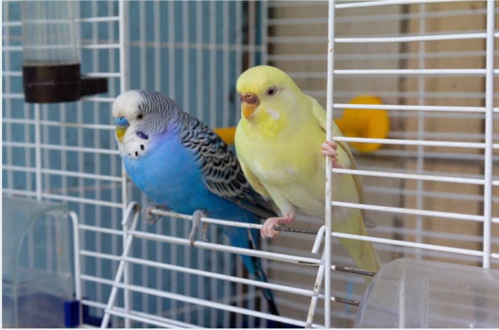 HOW TO RAISE HEALTHY PET BIRDS