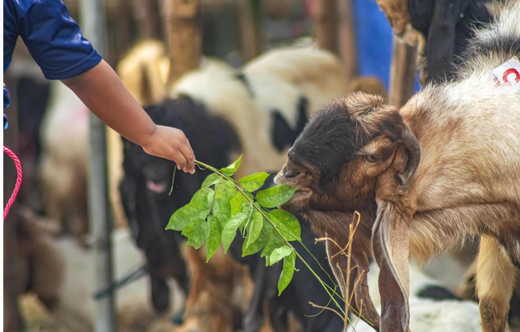 RAISING HAPPY AND HEALTHY ANIMALS ON YOUR FARM