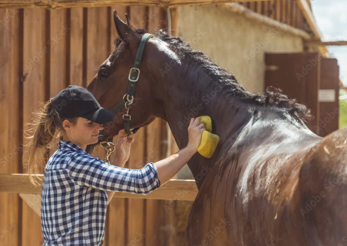 THE ULTIMATE GUIDE TO FARM ANIMAL CARE