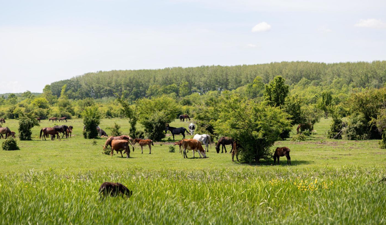 SUSTAINABLE FARMING PRACTICES FOR ANIMAL CARE