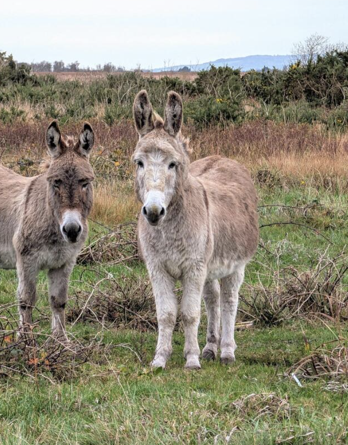 KEEPING DONKEYS AND MULES ON YOUR FARM