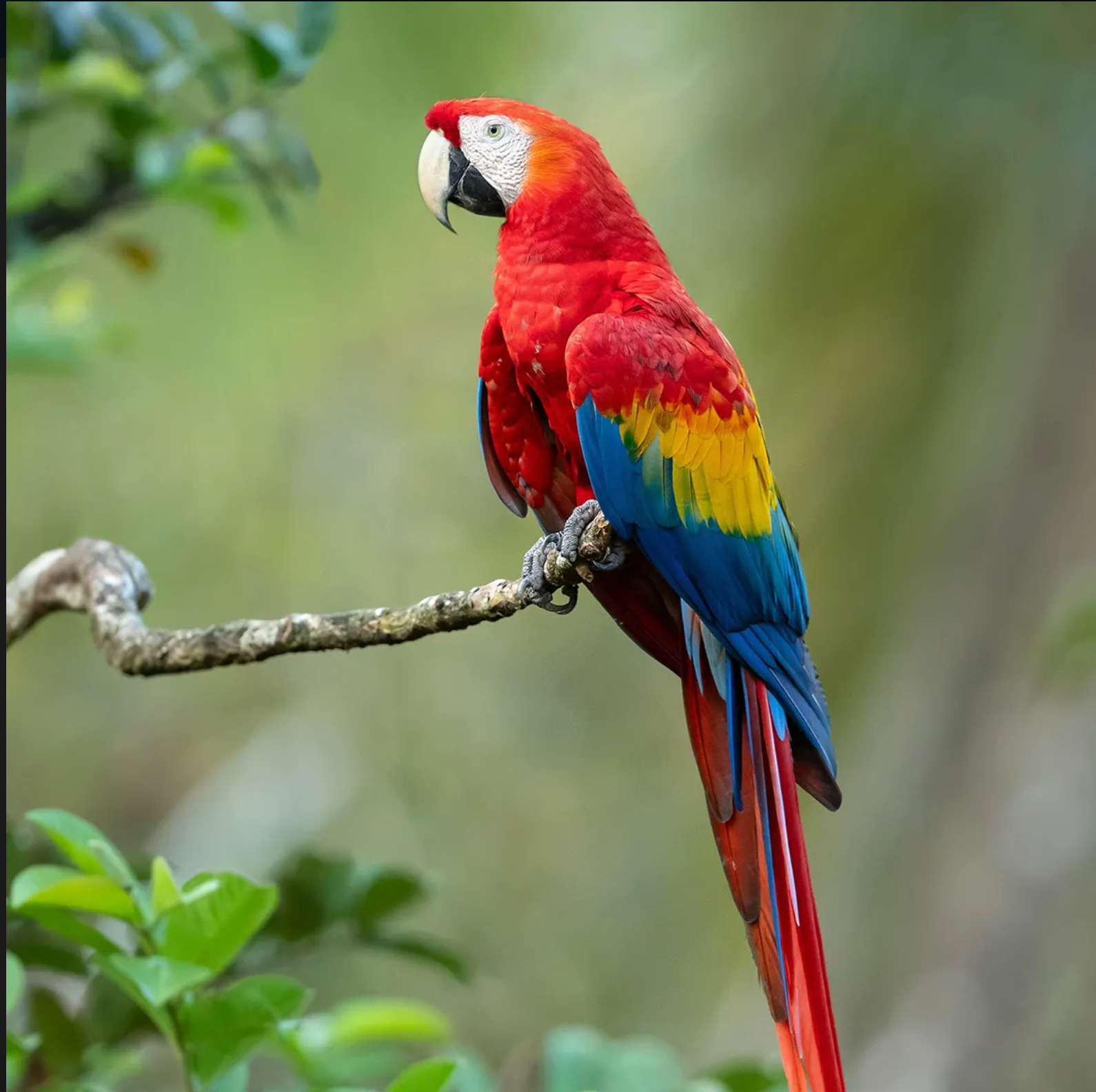 GUIDE TO MACAW CARE