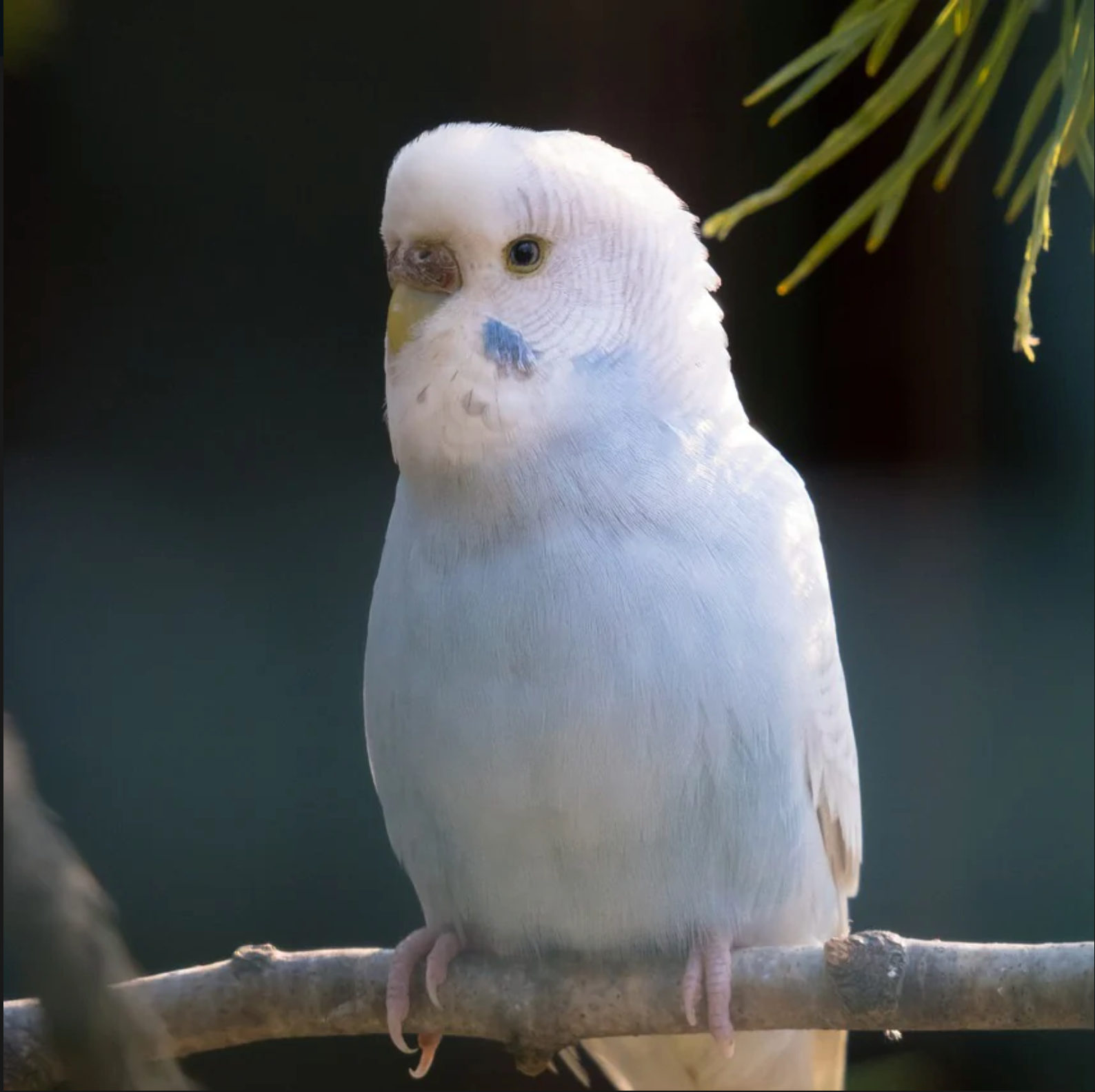 KEEPING PET BIRDS SAFE AND HAPPY