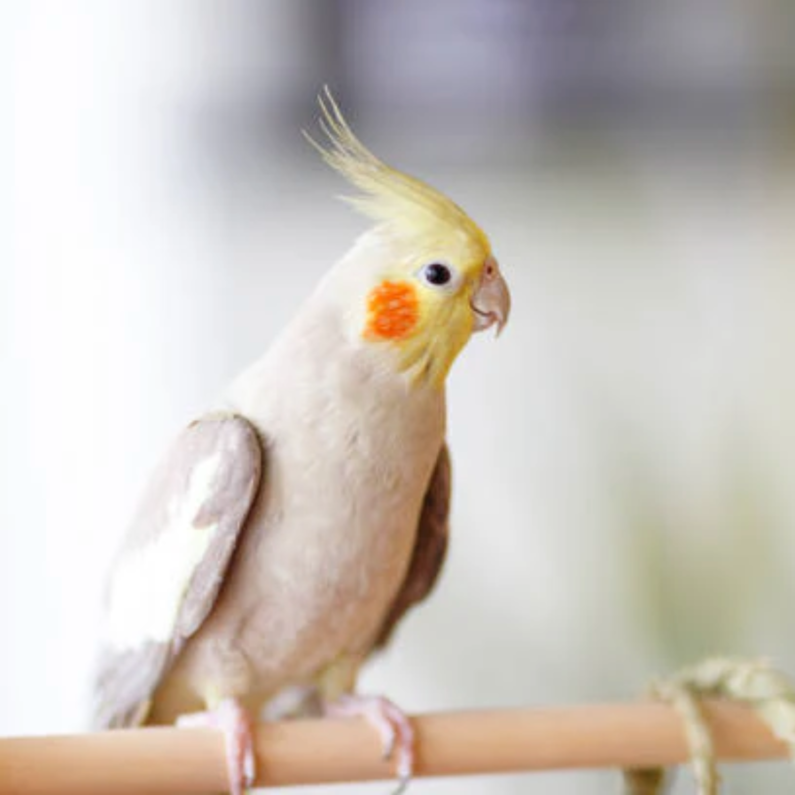 COCKATIEL CARE: A COMPLETE HANDBOO