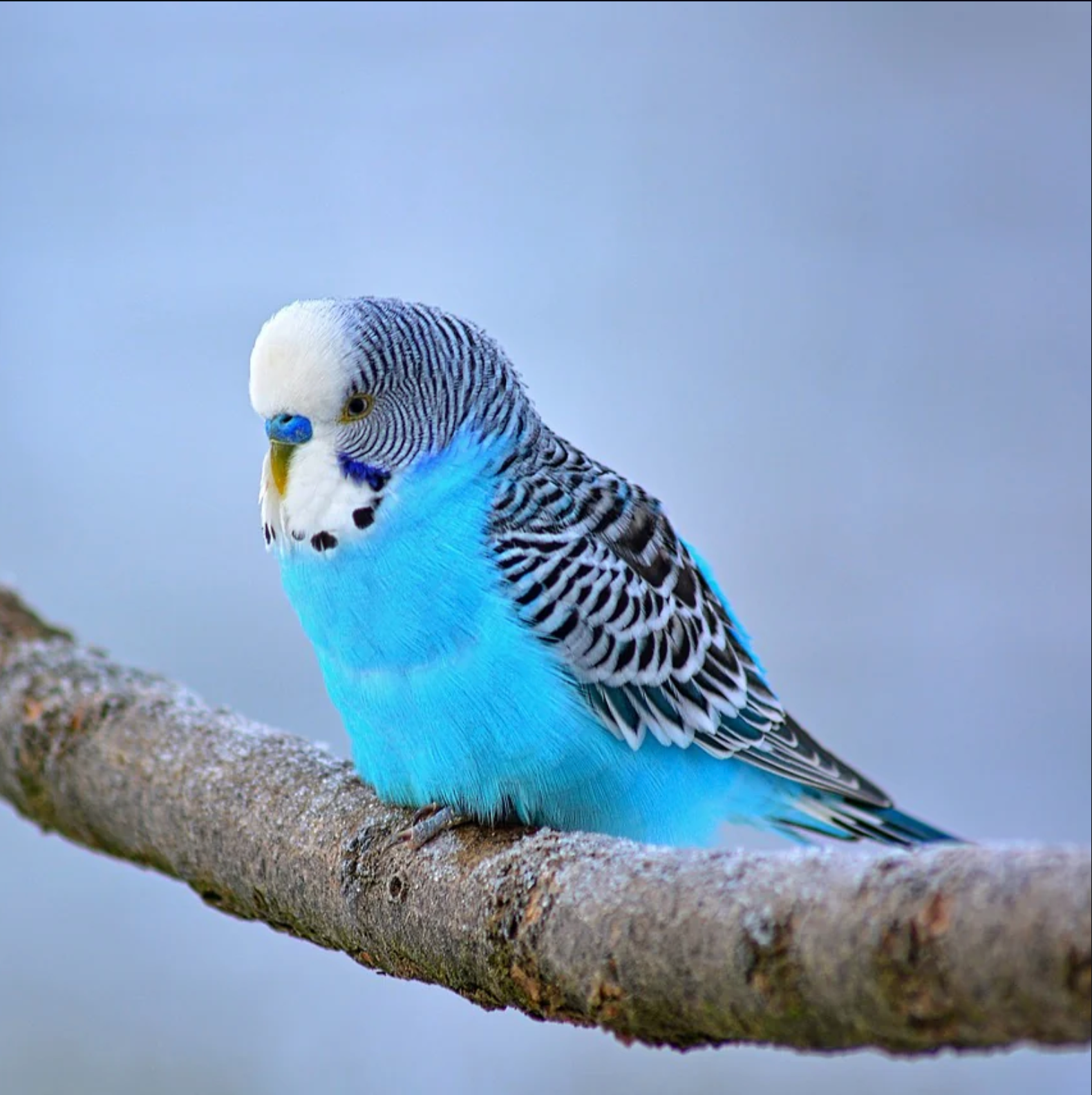 BUDGIE BASICS: HOW TO CARE FOR PARAKEETS