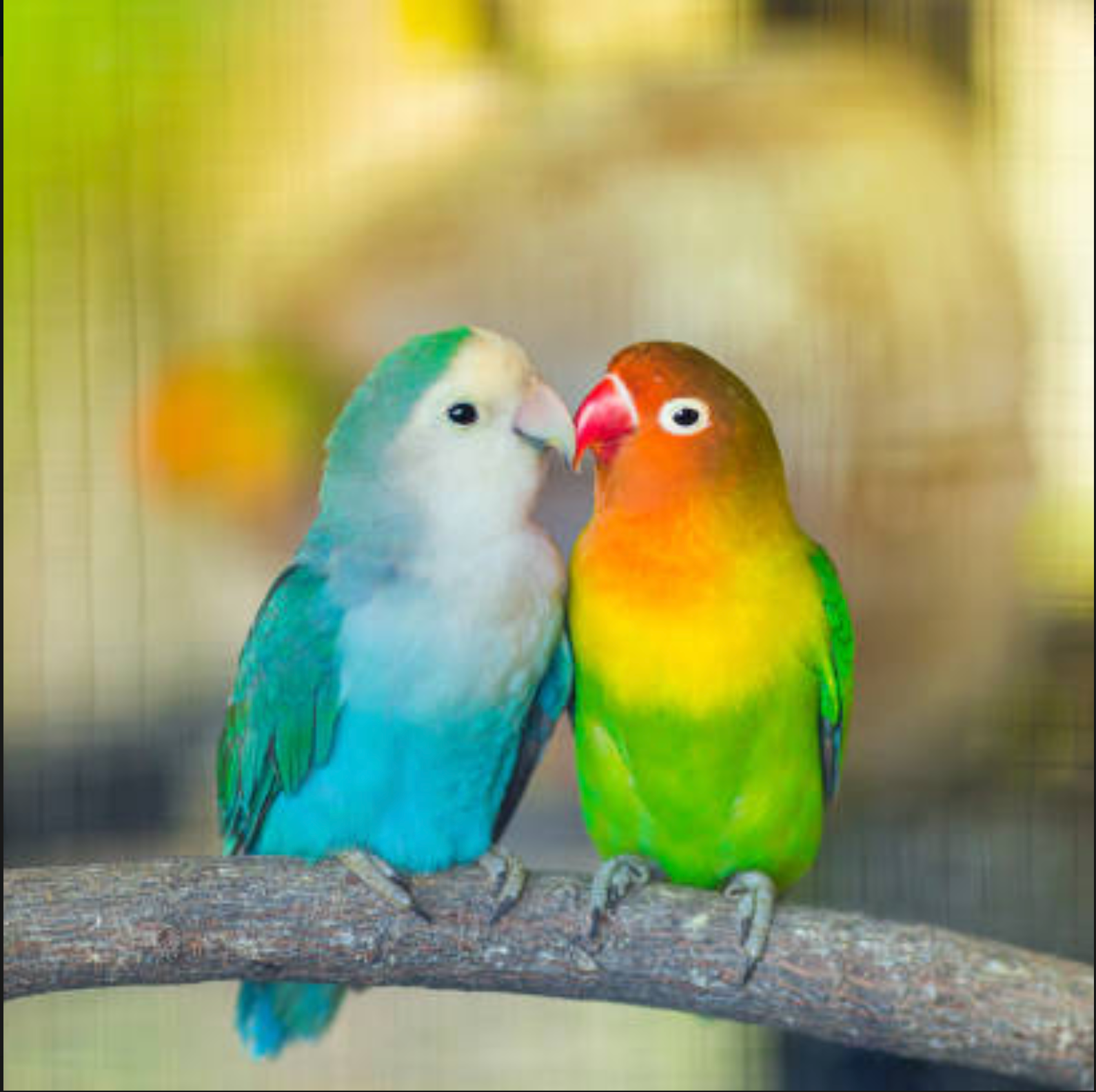 LOVEBIRDS: CARE, FEEDING, AND TRAINING