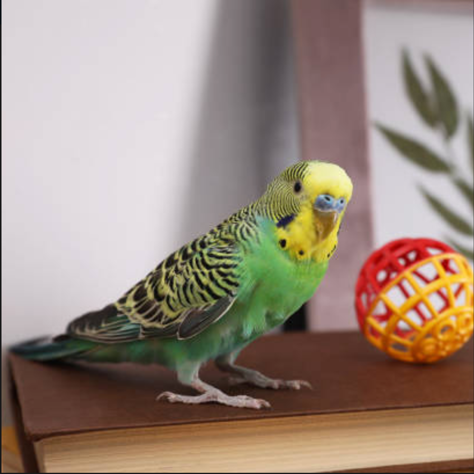 TRAINING YOUR PET BIRD