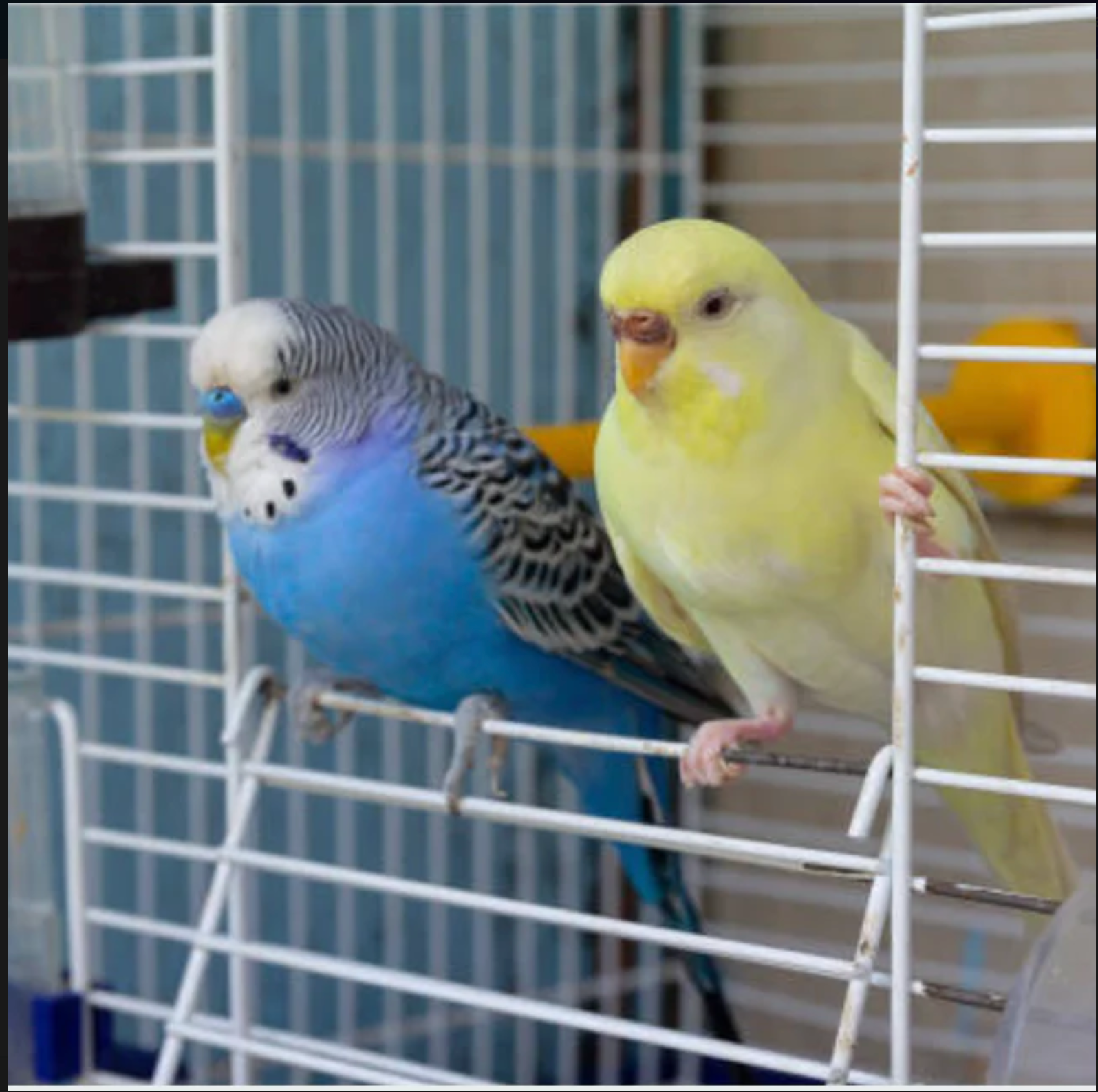 HOW TO RAISE HEALTHY PET BIRDS