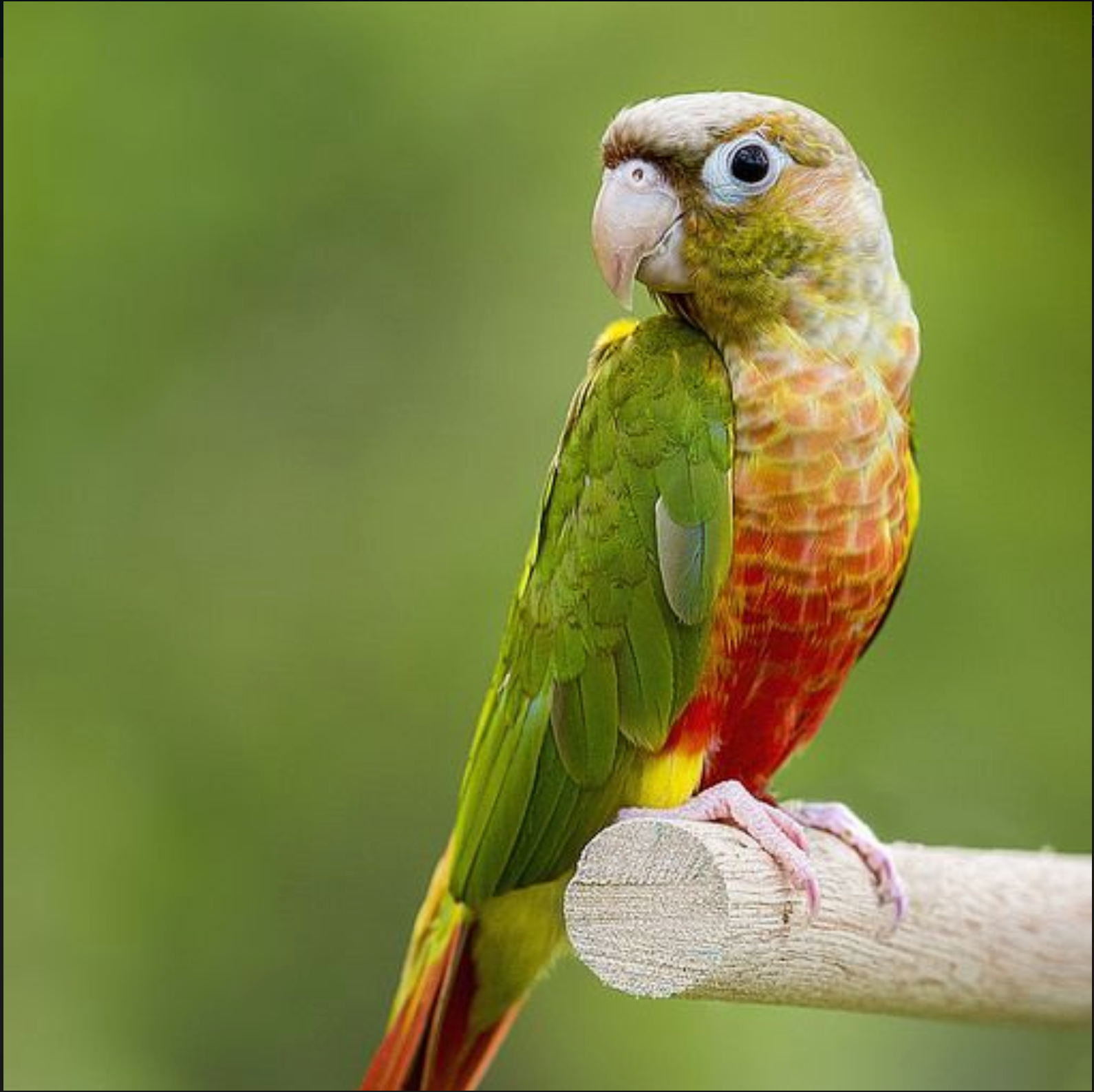 SUN CONURE CARE