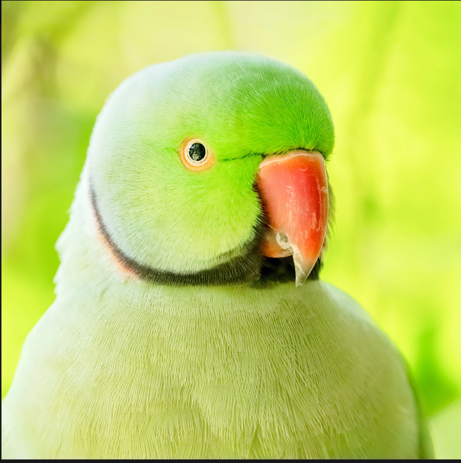 INDIAN RINGNECK CARE GUIDE