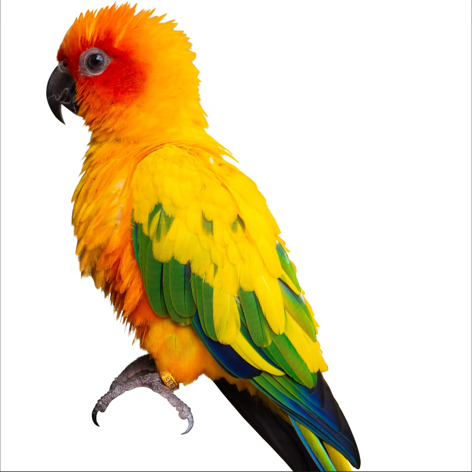 THE CONURE COMPANION