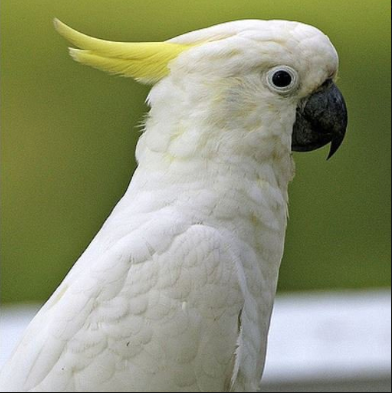 COCKATOOS: A COMPREHENSIVE CARE MANUAL