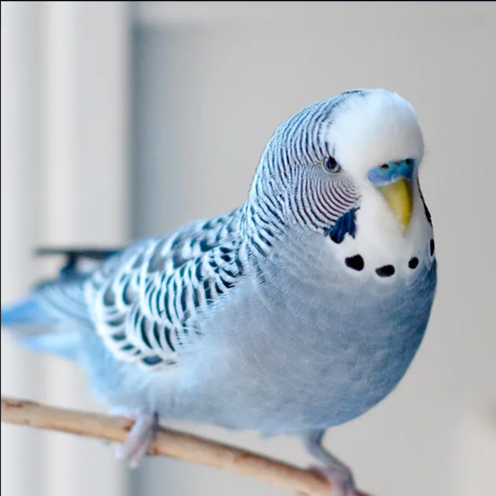 THE BUDGERIGAR HANDBOOK