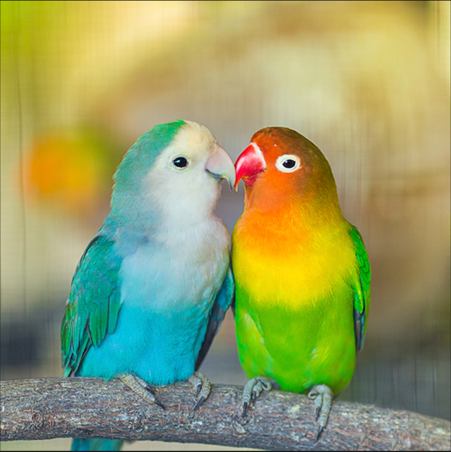 LOVEBIRDS: NURTURING COMPANIONS