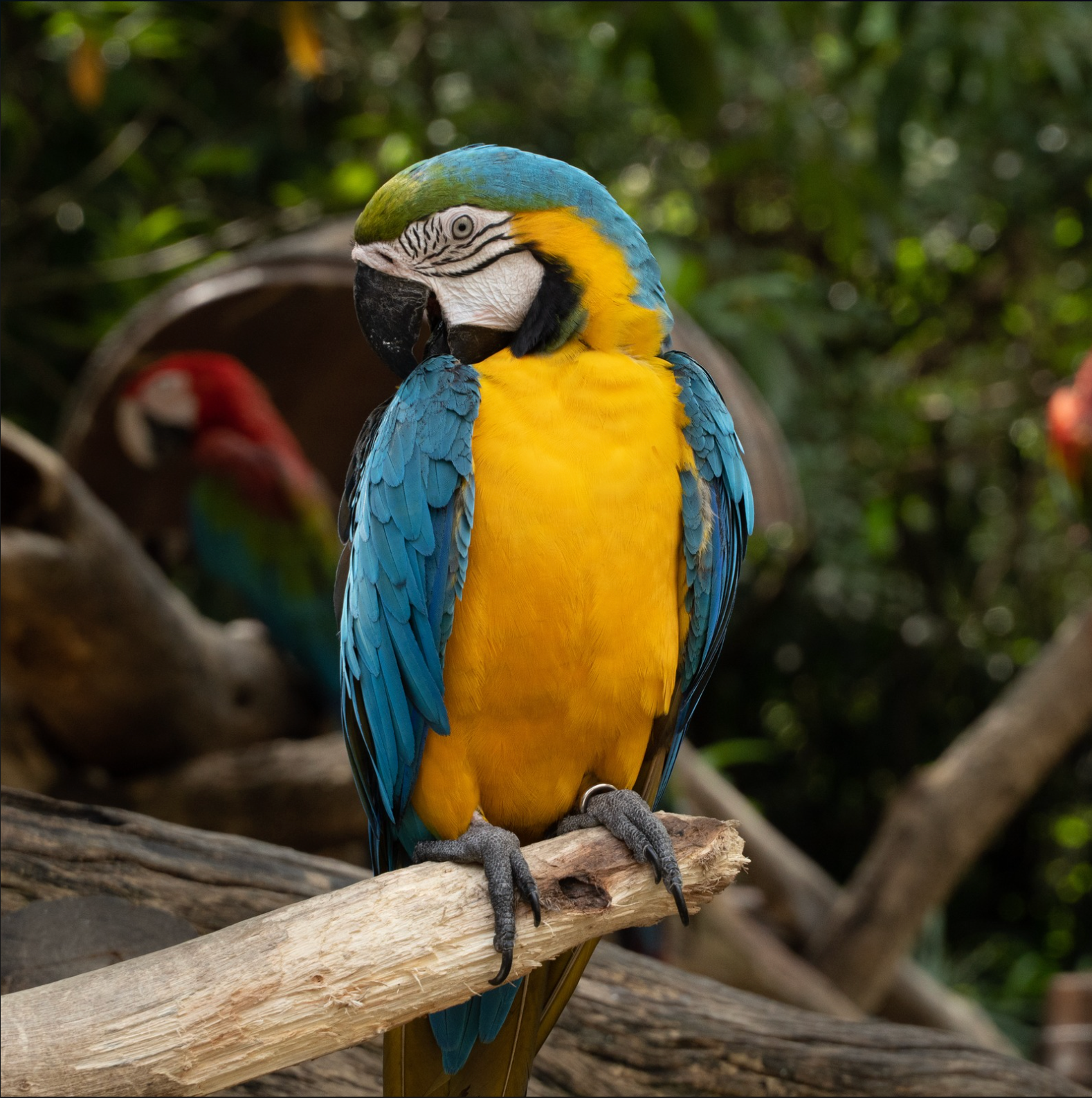 ADVANCED CARE FOR LARGE PARROTS