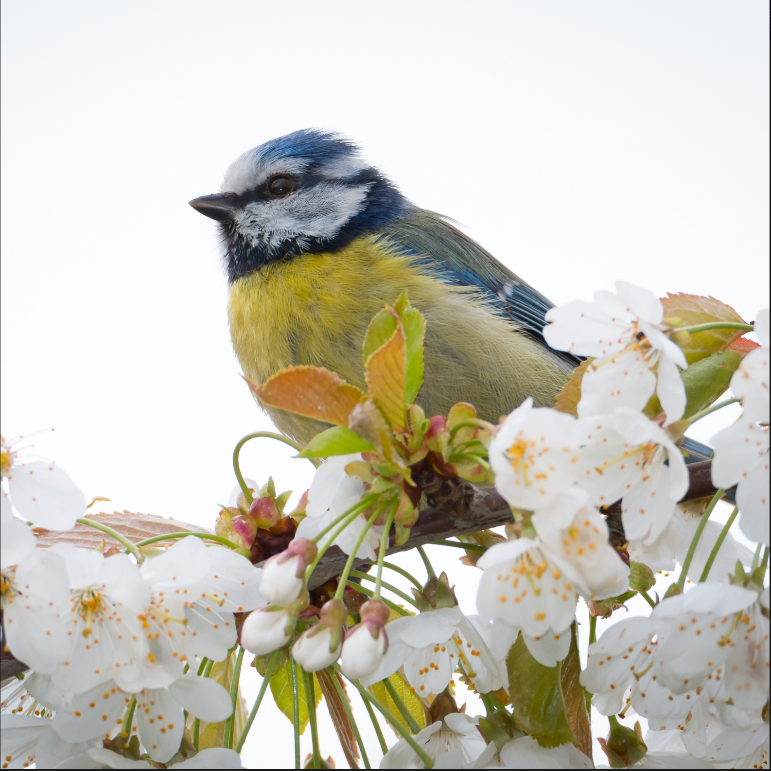 PET BIRDS AND THEIR UNIQUE NEEDS