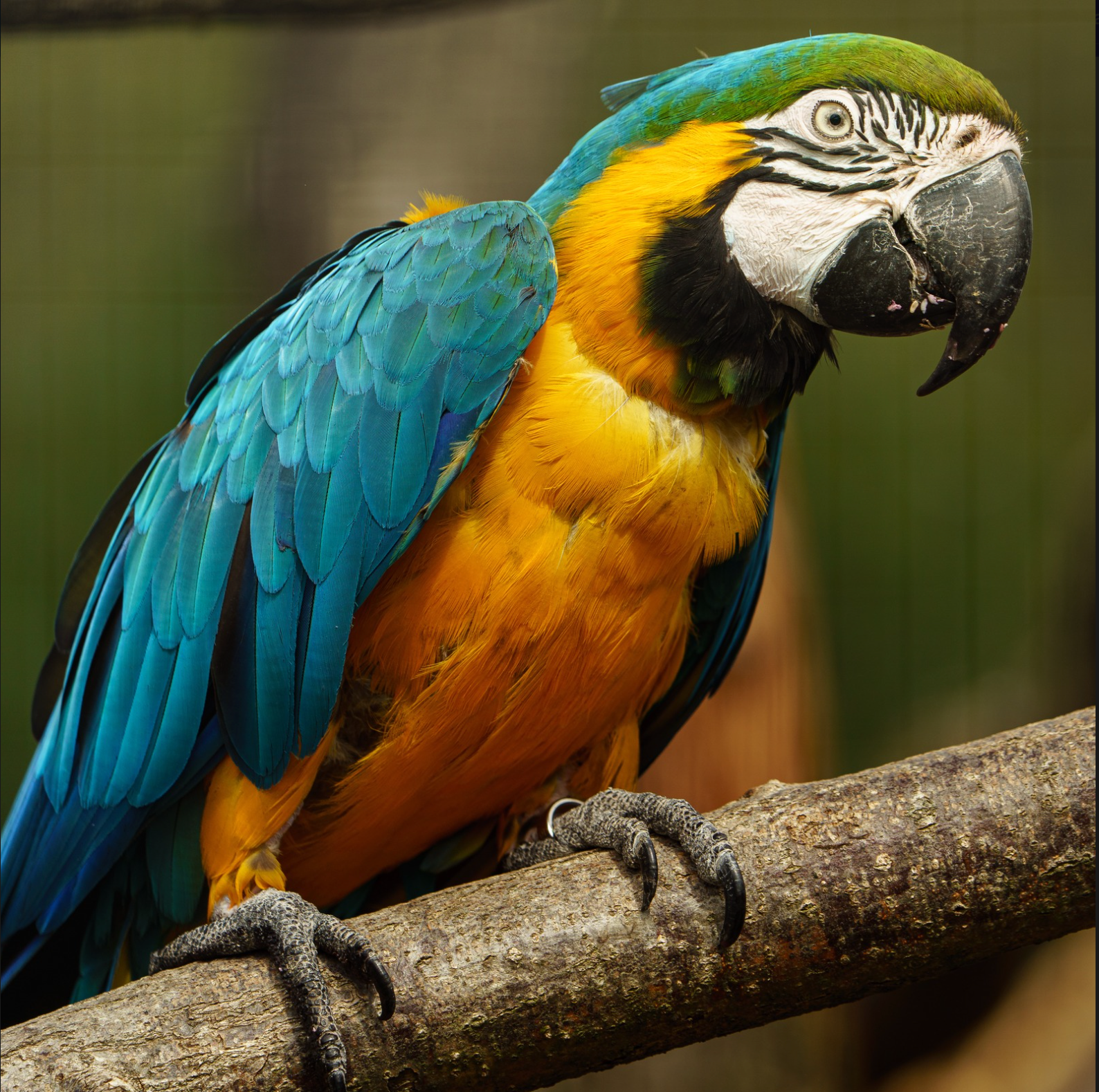 EXOTIC BIRDS AND HOW TO RAISE THEM