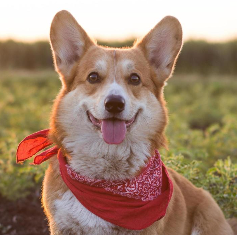 HOW TO CHOOSE THE RIGHT DOG BREED FOR YOUR FAMILY
