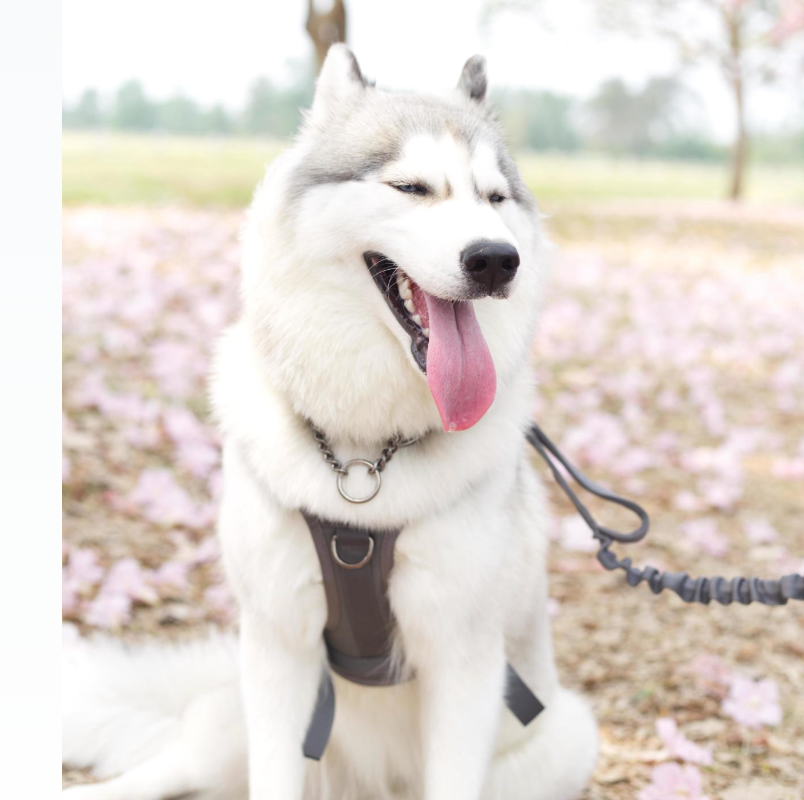 DOG TRAINING 101: START WITH THE BASICS