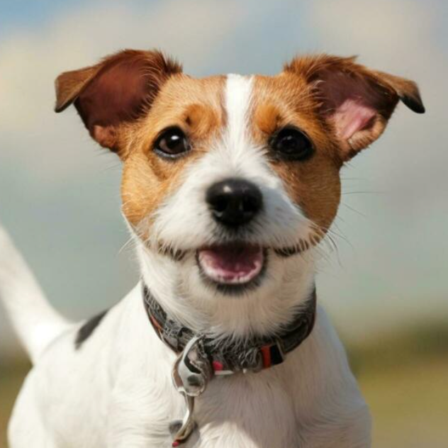 COMPLETE CARE GUIDE FOR PUPPIES
