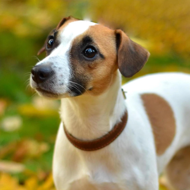 THE ULTIMATE GUIDE TO RAISING A HAPPY DOG