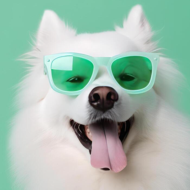 HOW TO TRAIN YOUR DOG EFFECTIVELY