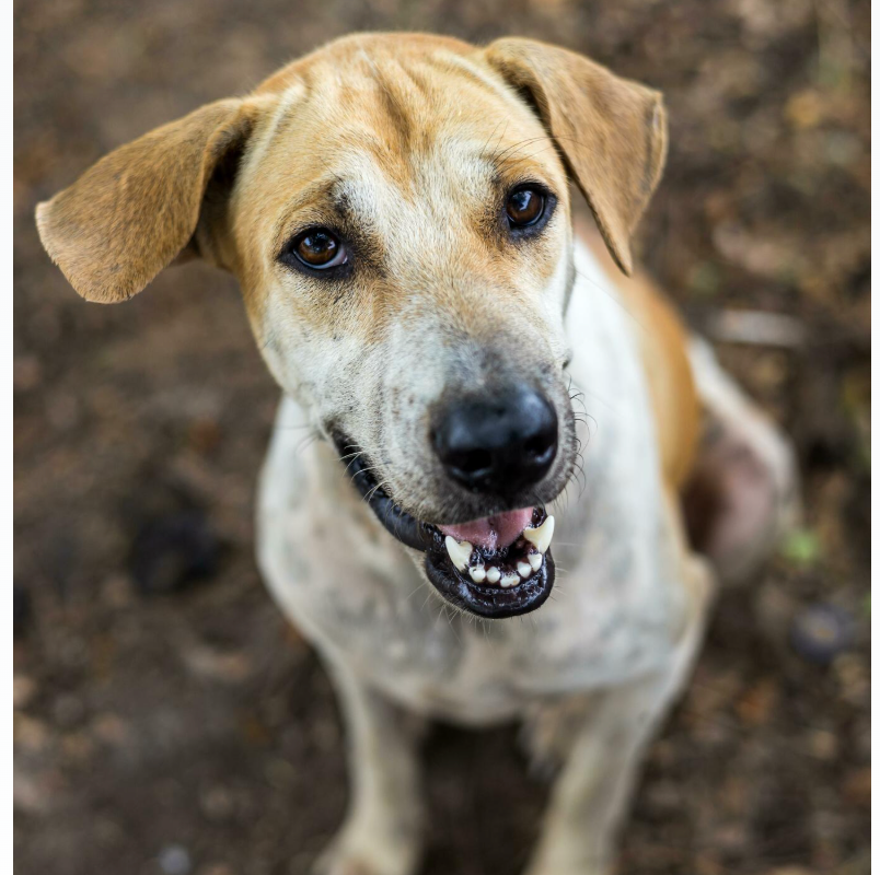 THE BEGINNER’S GUIDE TO DOG OBEDIENCE TRAINING