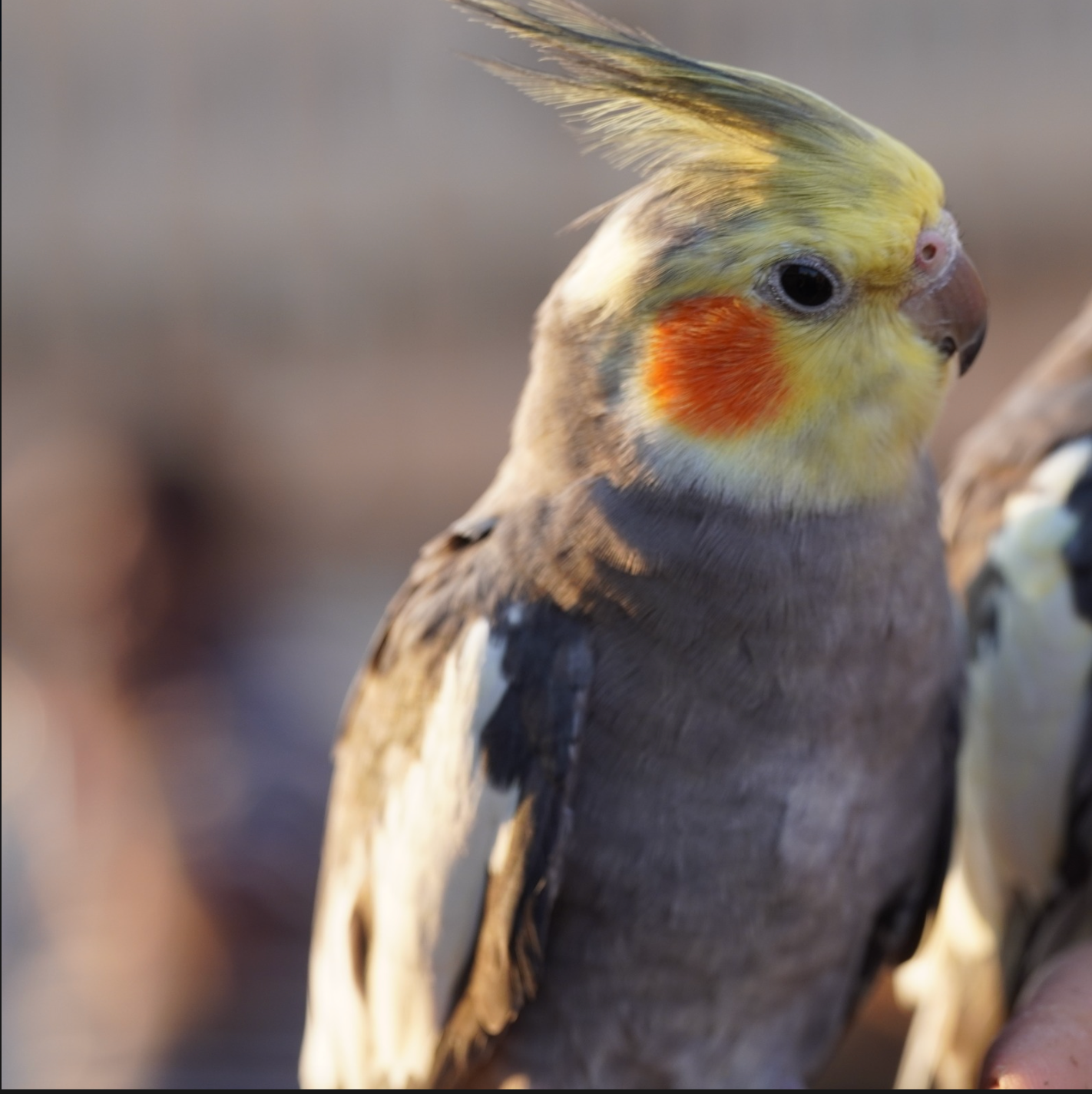 UNDERSTANDING YOUR PET BIRD