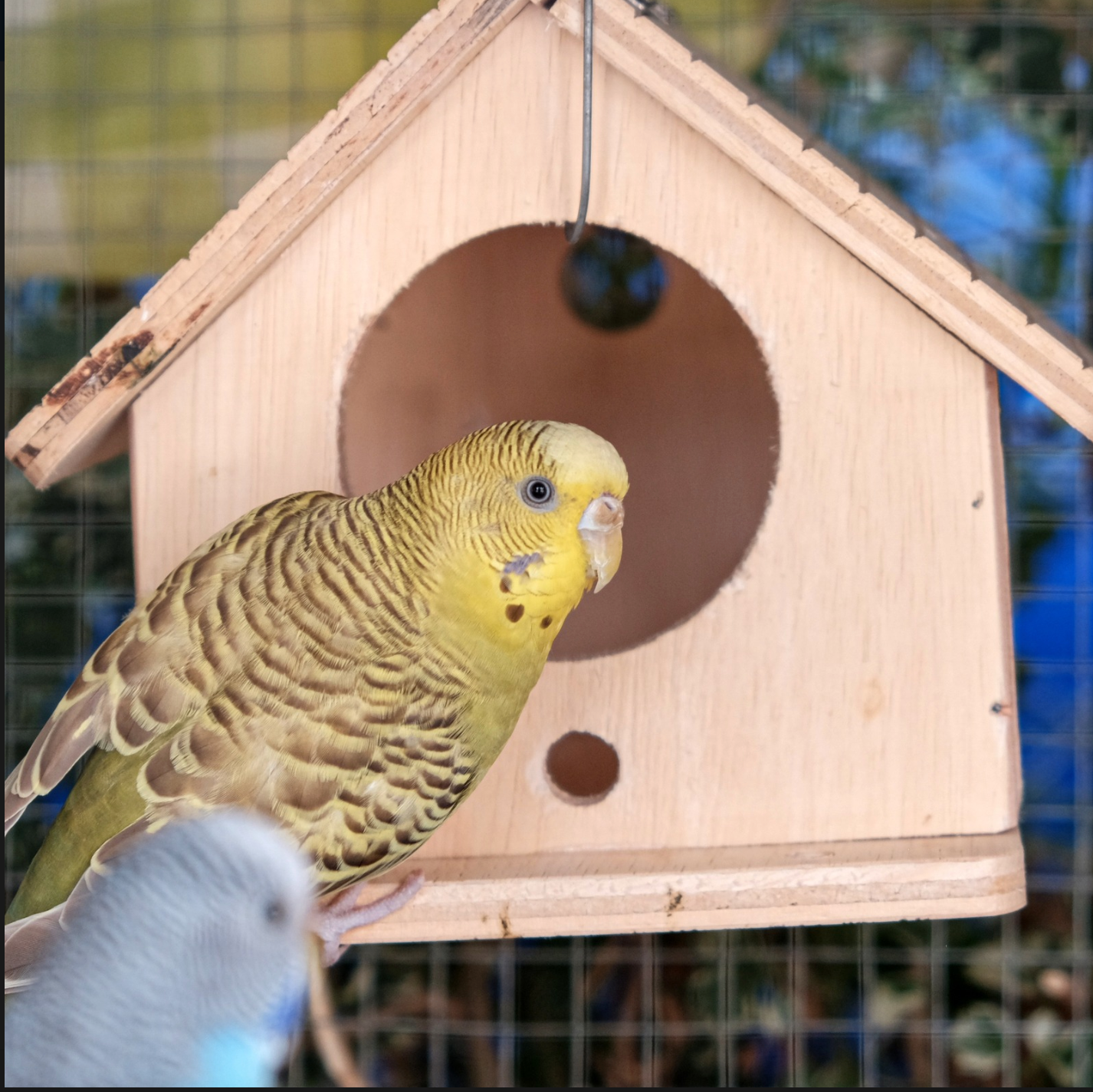 SAFE HOMES FOR PET BIRDS