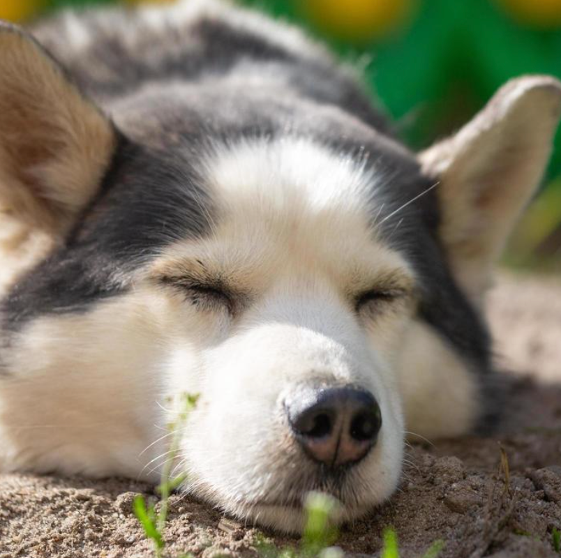 PUPPY CARE: FROM BIRTH TO ADULTHOOD