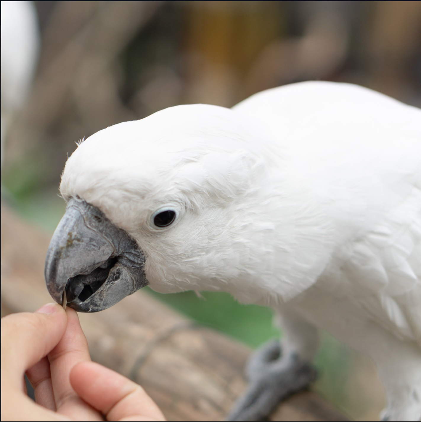 CHOOSING YOUR FIRST PET BIRD