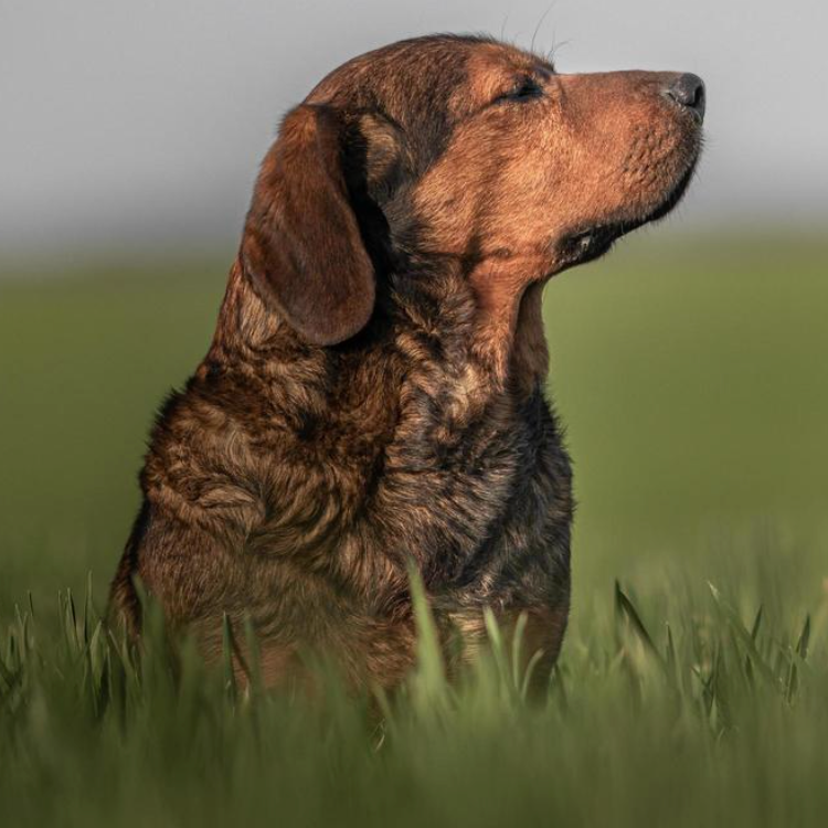 HOW TO TEACH YOUR DOG TO BE CALM IN THE CAR